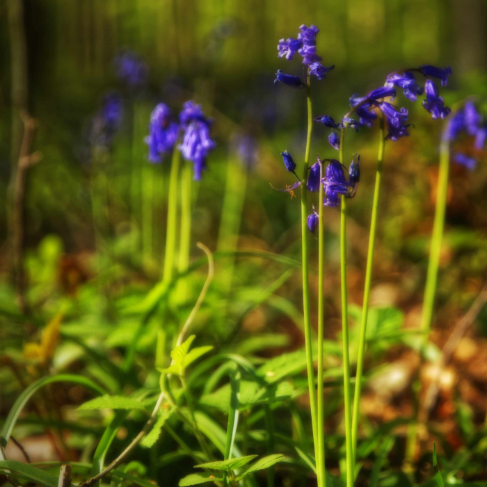 Hallerbos 2022