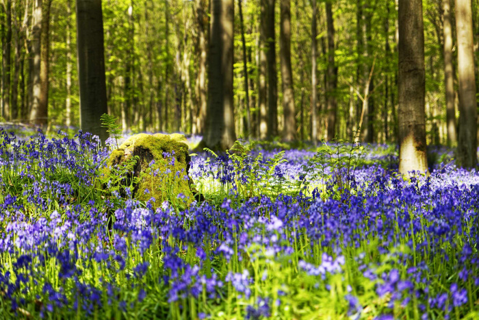 Hallerbos 2022