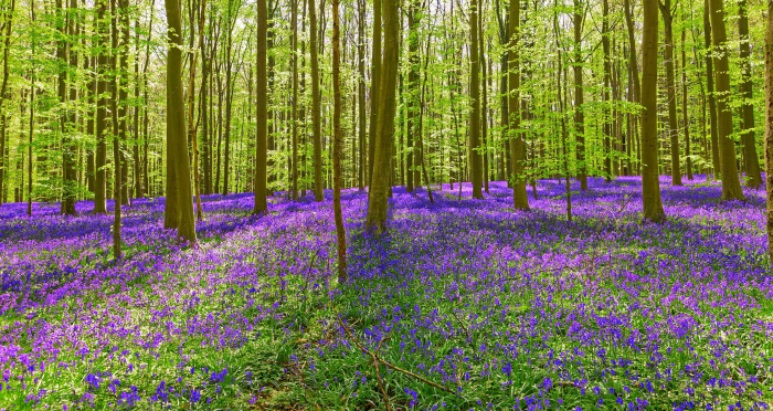 Hallerbos 2022